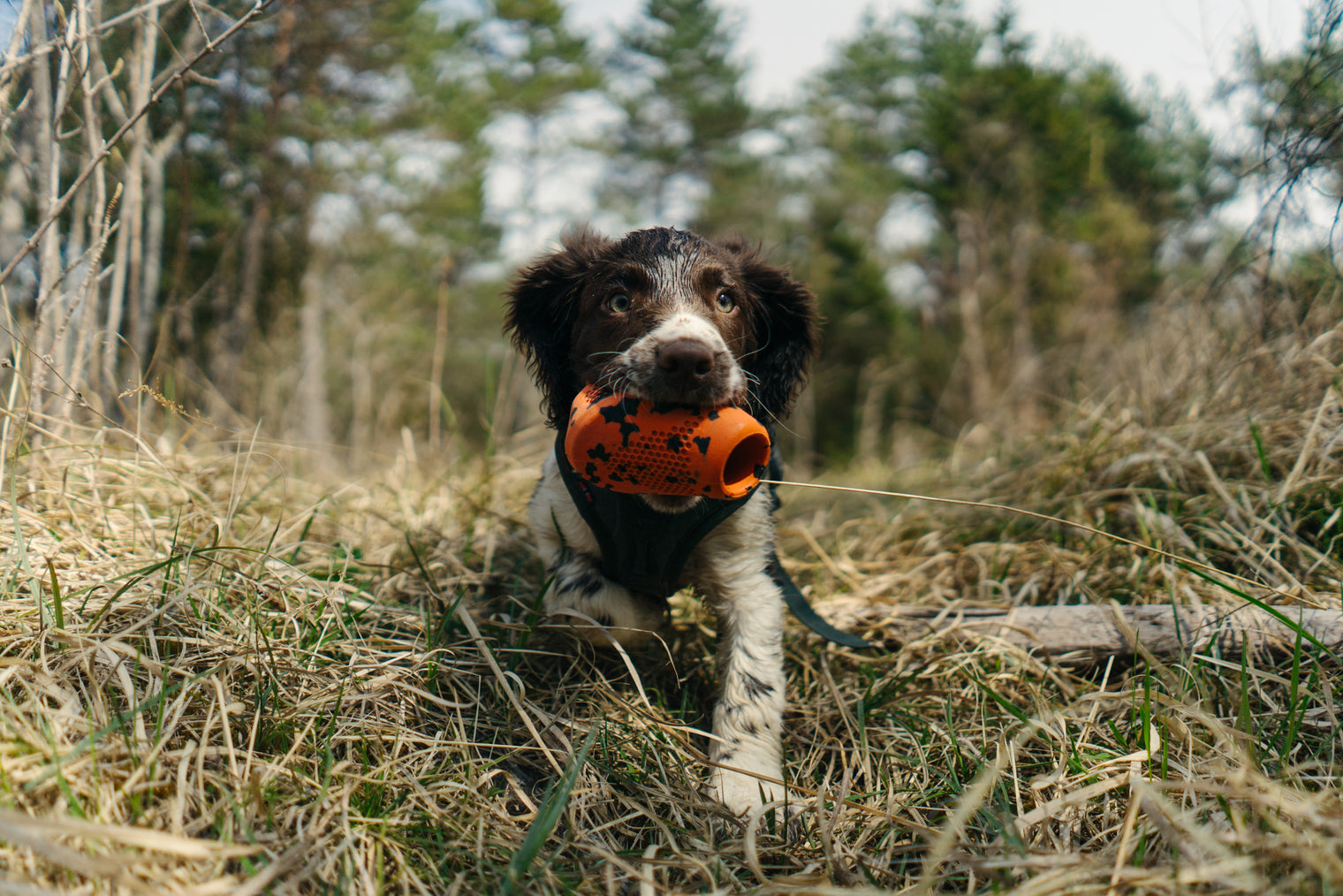 DOG THROW TOY