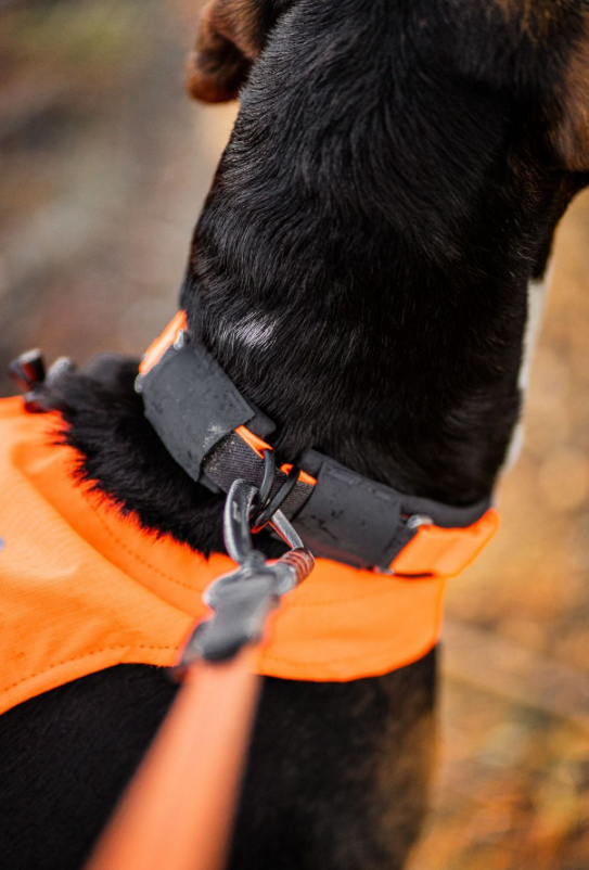 PROTECTOR COLLAR