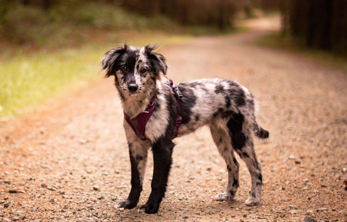 RAMBLE HARNESS