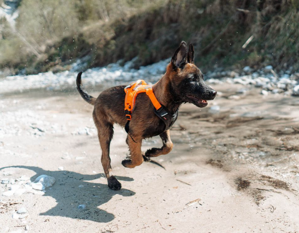 RAMBLE HARNESS