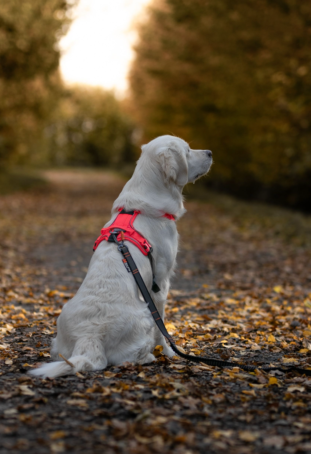 RAMBLE HARNESS