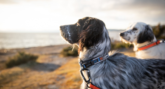 ROAM COLLAR