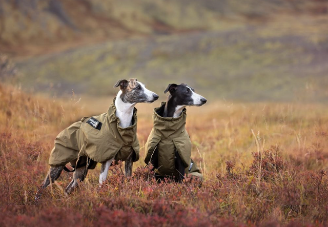 GLACIER DOG JACKET WD