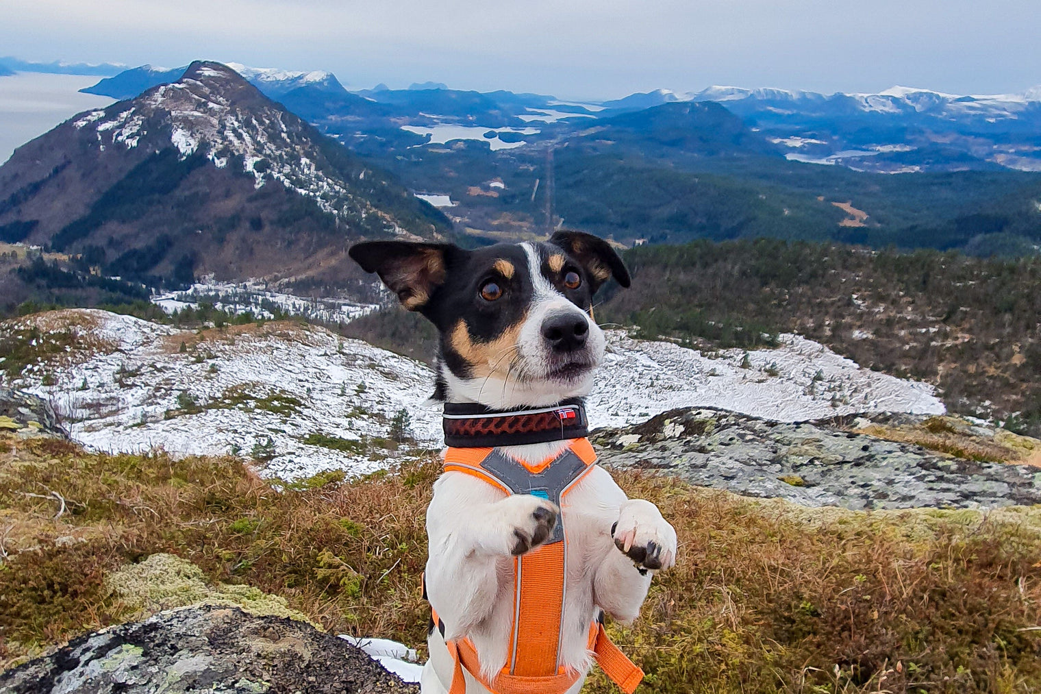 ROCK COLLAR 3.0