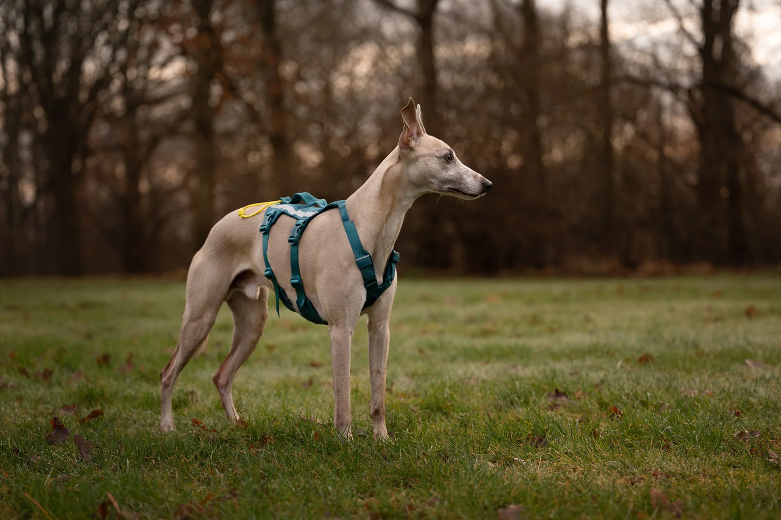 RAMBLE HARNESS LONG