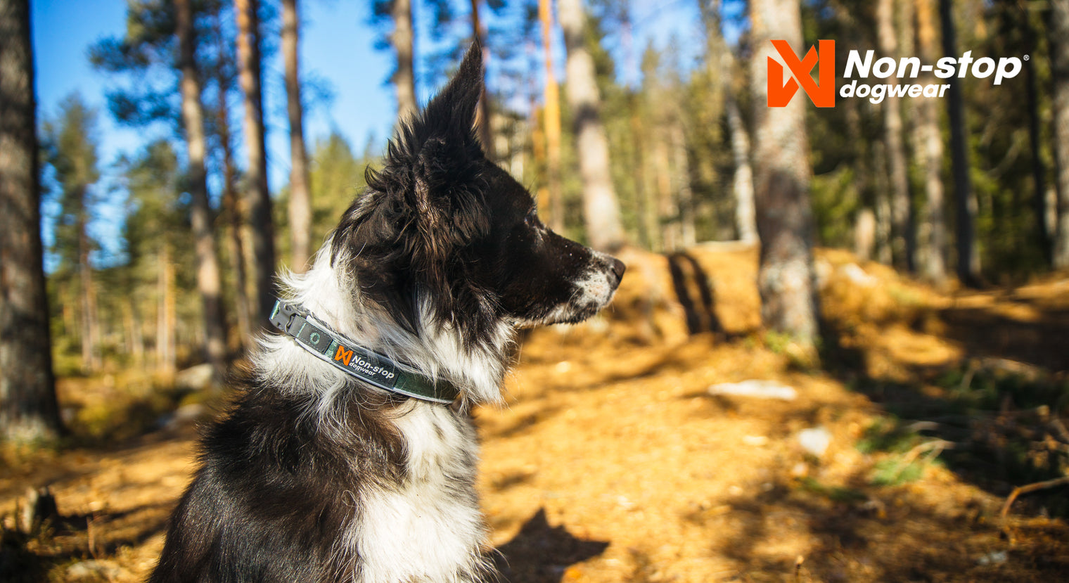ROAM COLLAR