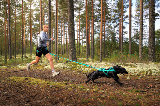 BUNGEE LEASH