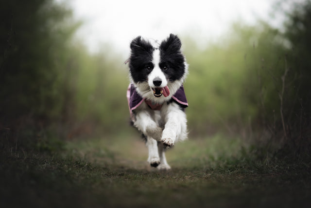 FJORD RAINCOAT 2.0
