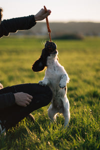 DOG BALL ON ROPE