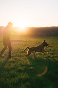 DOG BALL ON ROPE