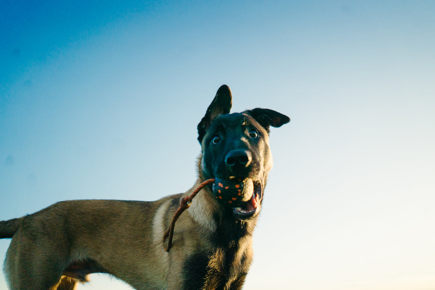 DOG BALL ON ROPE