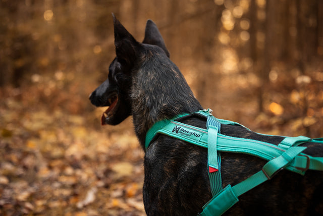 FREEMOTION HARNESS 5.0