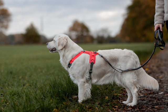 RAMBLE HARNESS