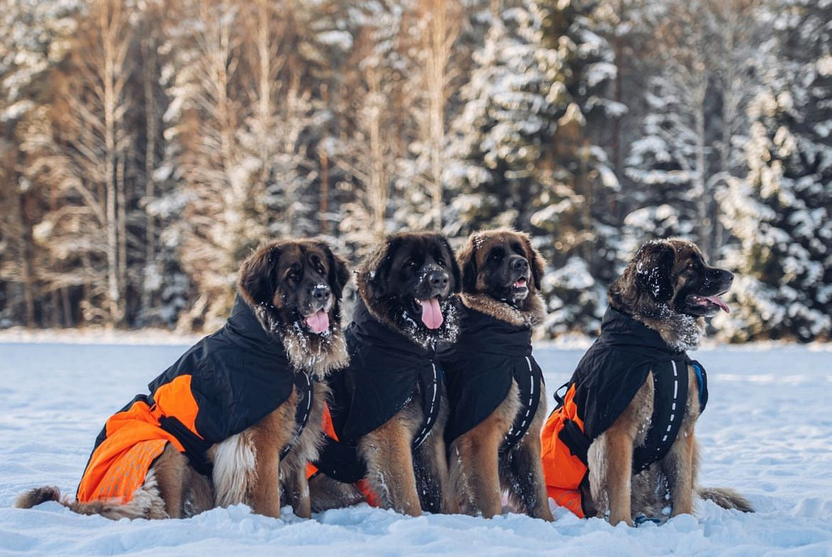 GLACIER JACKET 2.0 - SÍÐUSTU EINTÖK !