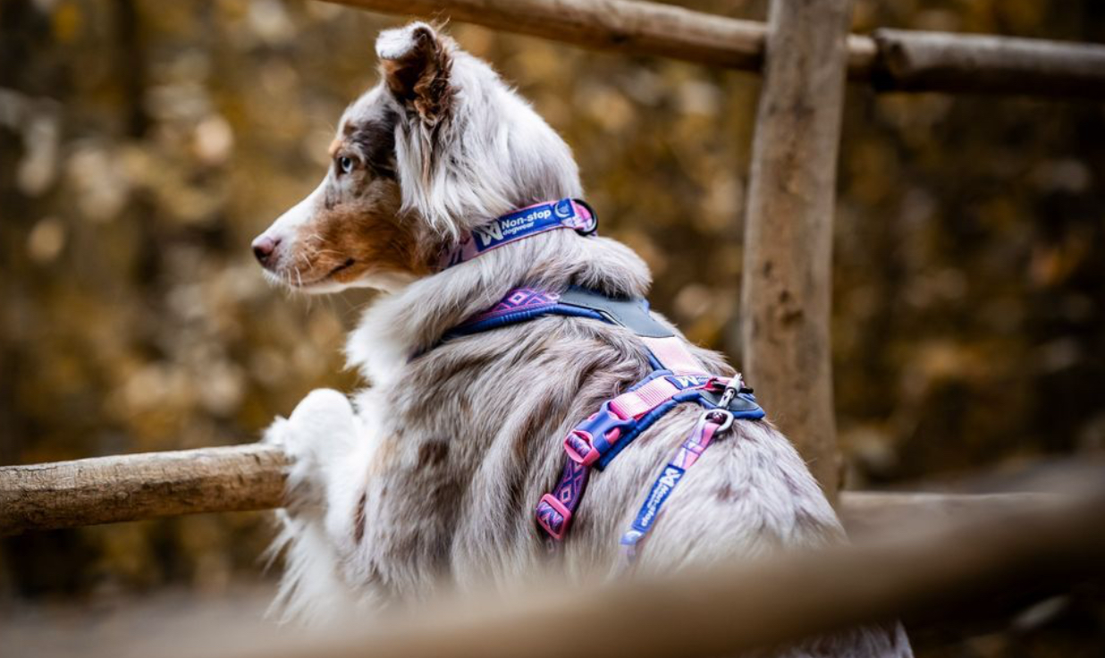 TRAIL QUEST COLLAR RACHEL POHL EDITION