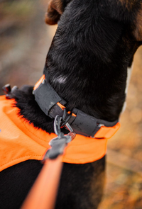 PROTECTOR COLLAR