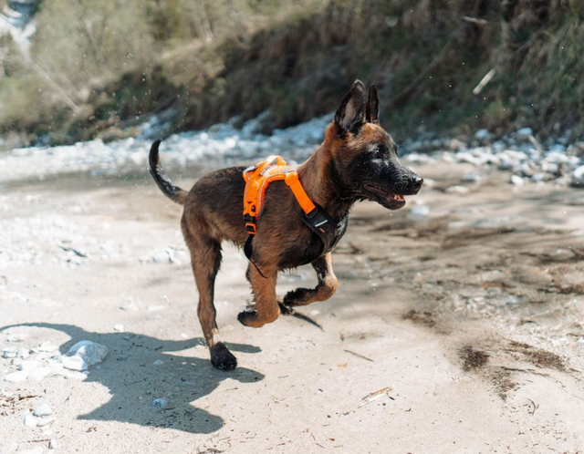RAMBLE HARNESS