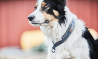 CRUISE COLLAR