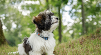 TUMBLE COLLAR