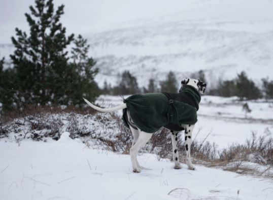 WOOL DOG JACKET