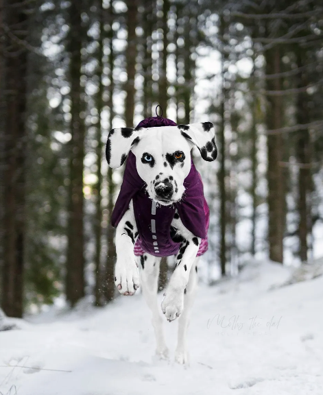 GLACIER JACKET 2.0 - SÍÐUSTU EINTÖK !