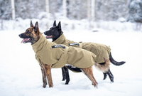 GLACIER DOG JACKET WD