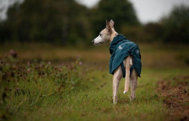 FJORD LINED RAINCOAT