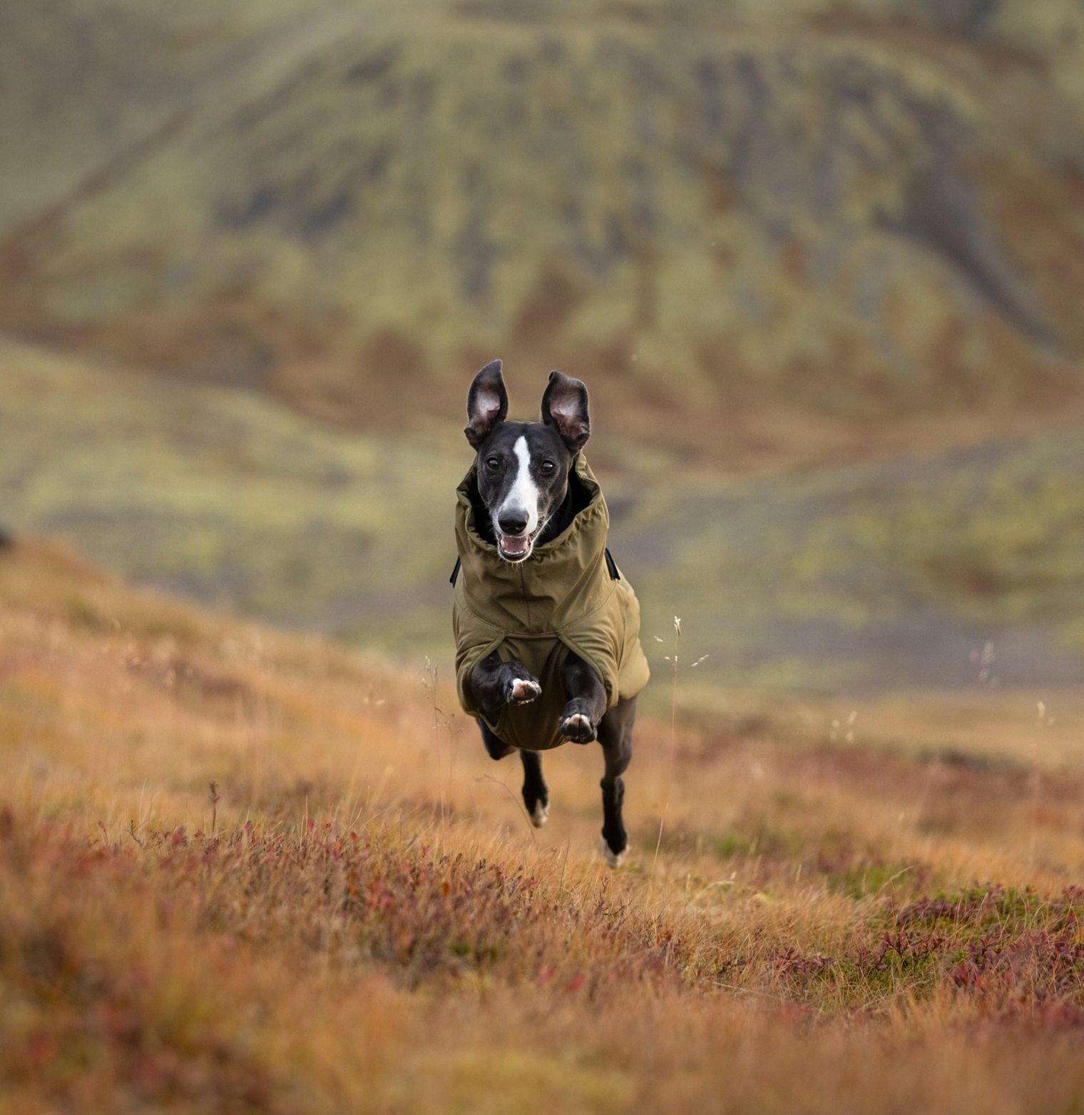 GLACIER DOG JACKET WD