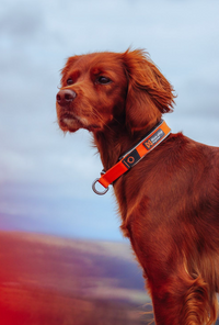 CRUISE COLLAR