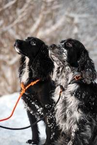 RETRIEVER LEASH