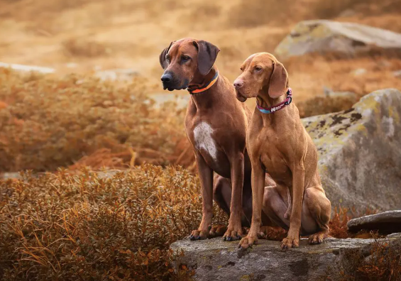 TRAIL QUEST COLLAR