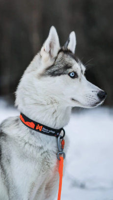 TRAIL QUEST COLLAR