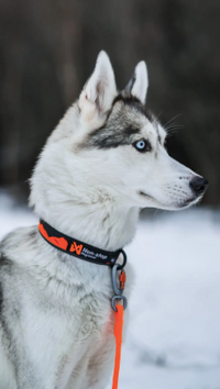 TRAIL QUEST COLLAR