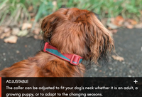 TRAIL QUEST COLLAR