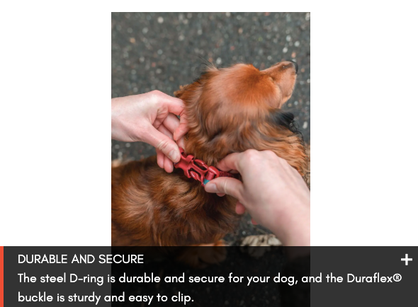 TRAIL QUEST COLLAR