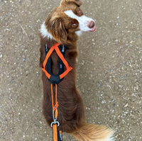 RUSH HARNESS