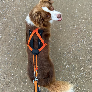 RUSH HARNESS