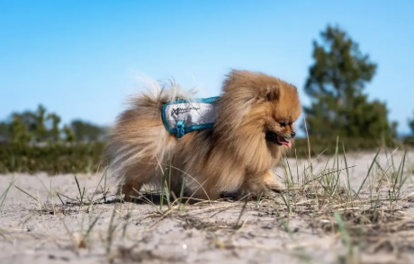 COOLING VEST