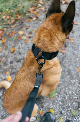 SECURITY STRAP WD
