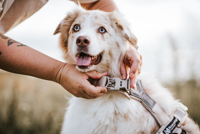 Trekking line harness CLIP'N™