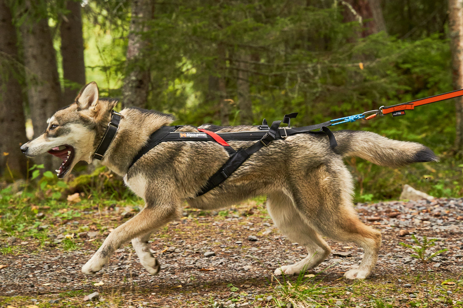 FREEMOTION HARNESS