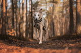 WOOL DOG JACKET