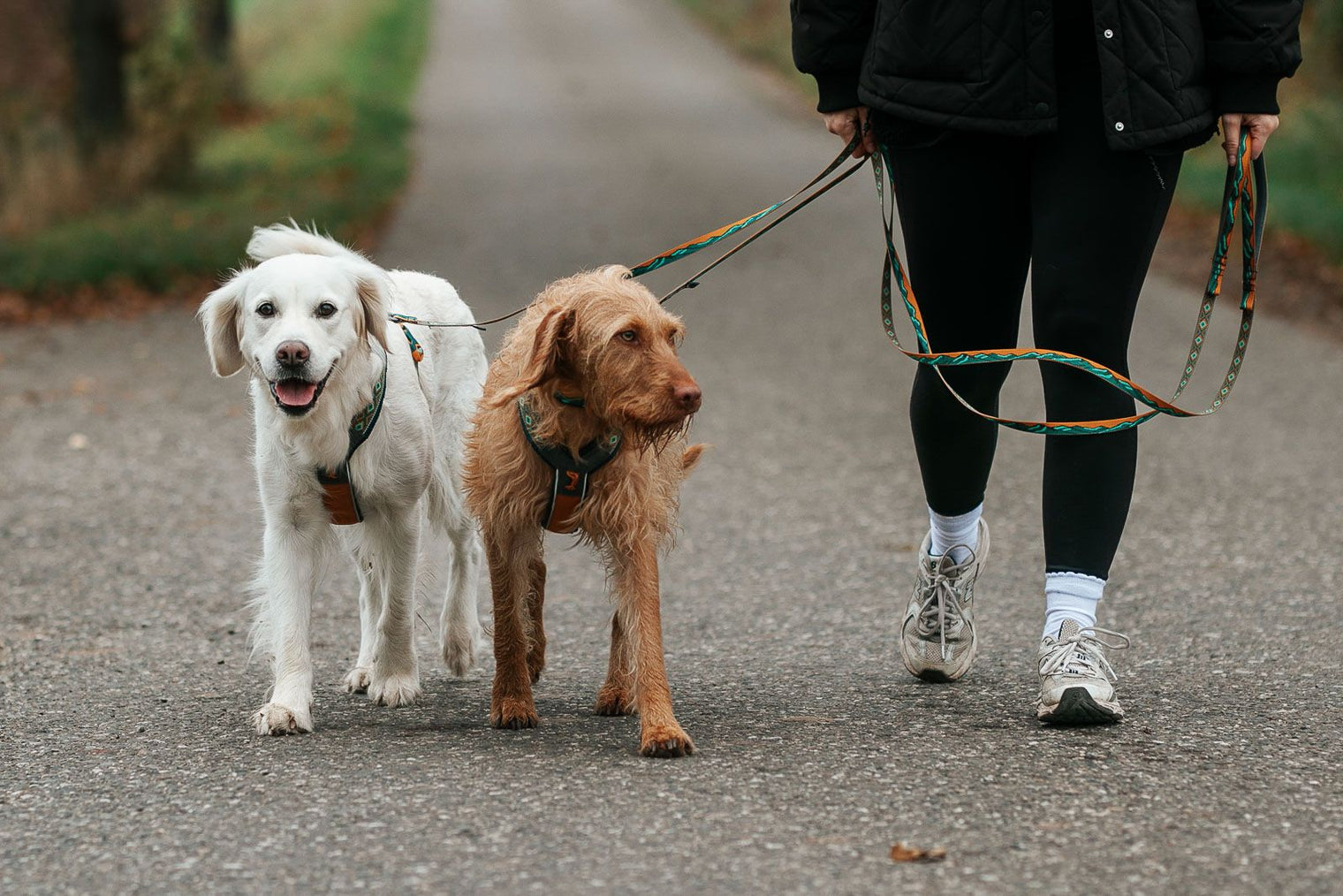 TRAIL QUEST LEASH RACHEL POHL EDITION