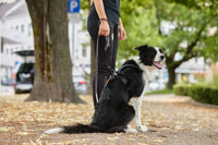 MOVE LEASH