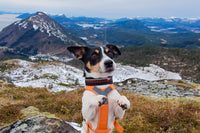 ROCK COLLAR 3.0