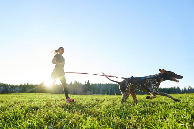 BUNGEE LEASH