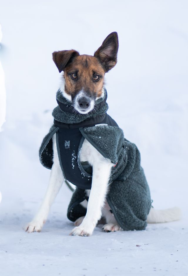 WOOL DOG JACKET