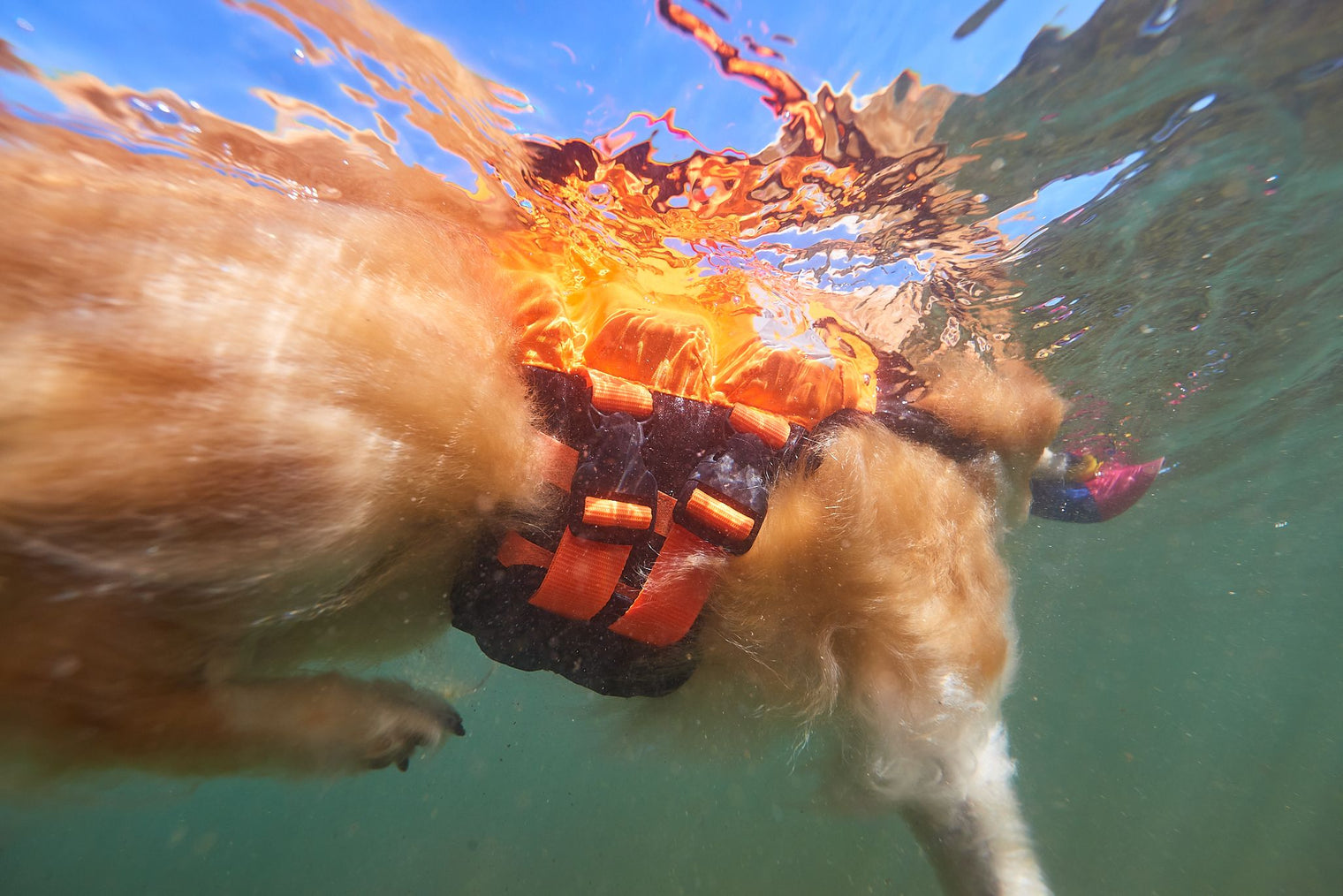 PROTECTOR LIFE JACKET