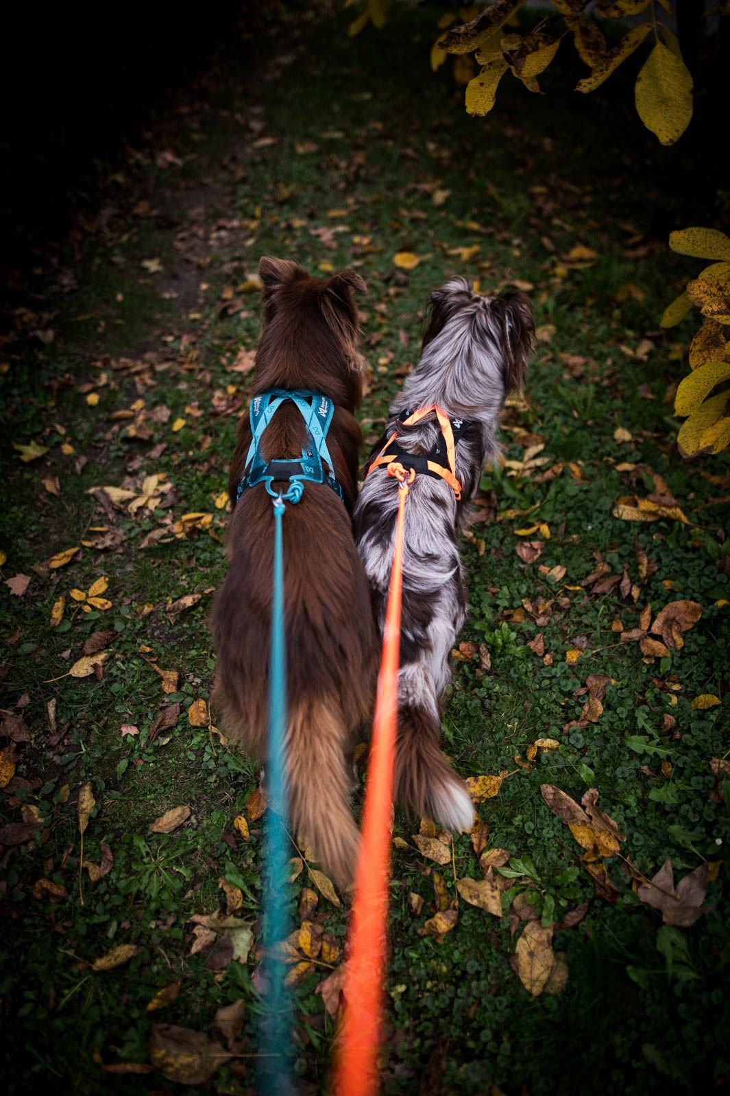 RUSH HARNESS