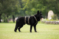 LINE HARNESS LONG WD